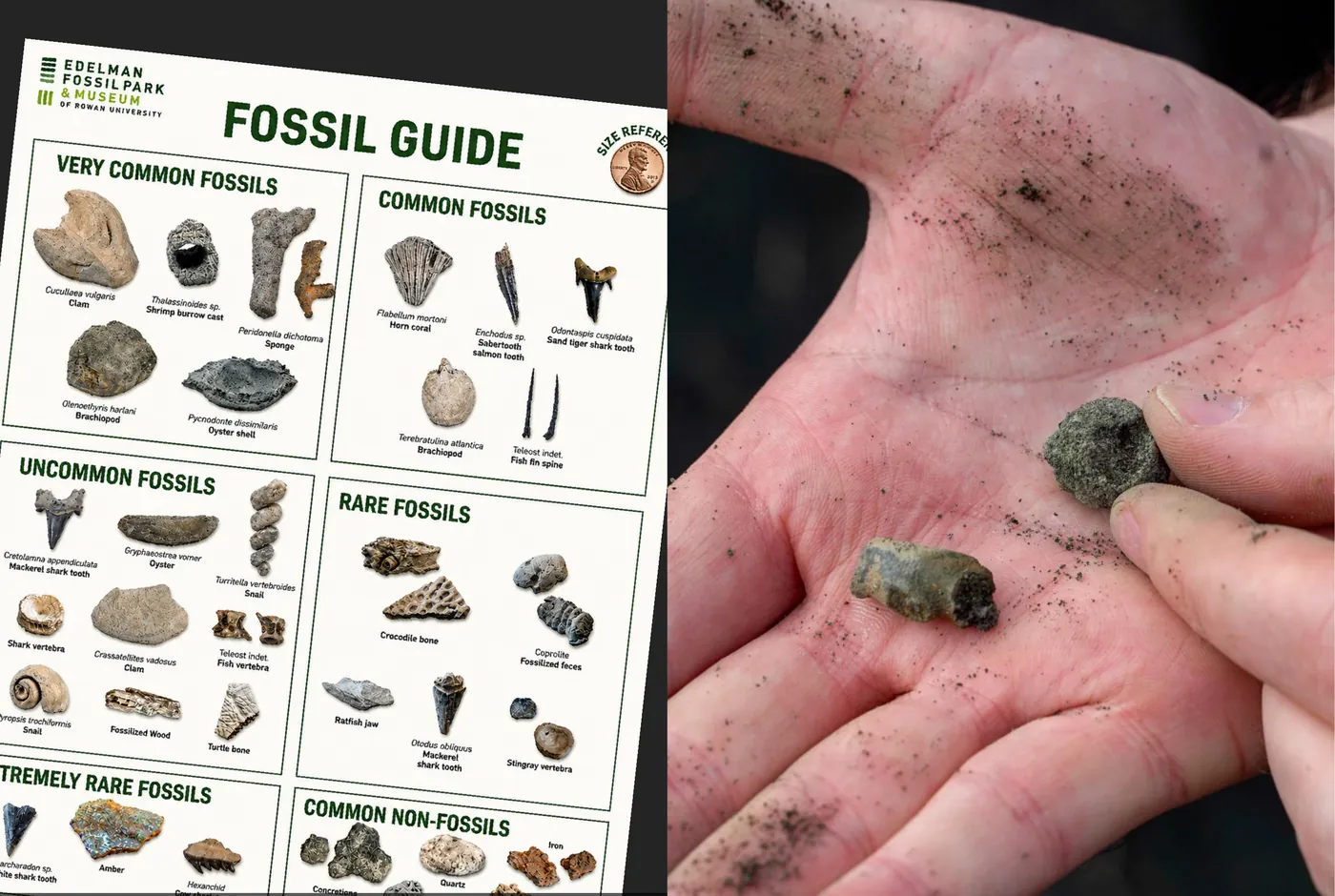 Outdoor fossil hunting and identification