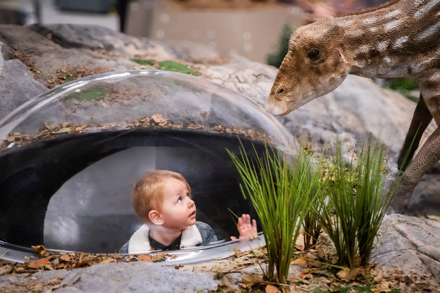 A toddler peers up from inside a clear bubble beneath a life-size dinosaur model